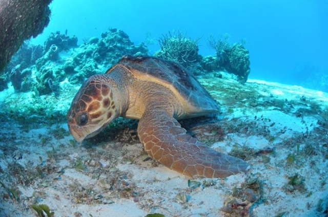  sea turtles 